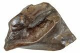 Fossil Dinosaur (Triceratops) Shed Tooth - Montana #288098-1